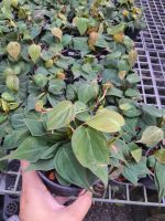 พลูสนิม พลูสนิม /Black Gold Philodendron/Velour Philodendron ในกระถาง3นิ้ว Philodendron micans พลูสนิม ?จัดเป็นไม้เลื้อยเนื้ออ่อนขนาดกลาง ?ลำต้นสามารถเลื้อยได้ไกล 2-4 เมตร ☘️ใบเป็นใบเดี่ยว ออกเวียนสลับ ยอดอ่อนมีสีแดงเรื่อ รูปหัวใจ ปลายเรียวแหลม โคนเว้าร