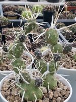 หนามกระดาษแคคตัส Tephrocactus articulatus var papyracanthus ฟอร์มกอสวยงาม   อยู่ในกระถาง 2-3 นิ้ว ส่งทั้งกระถาง