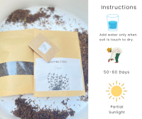 Thyme Seed DIY Kit, Plant, Thyme Seed Kit, Mini Herb Garden Series  ชุดเมล็ดสมุนไพร DIY