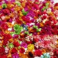 100Pcs Dried Flower Head Chrysanthemum DIY Handmade Craft Nail Art Filling Decor