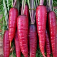 เมล็ดพันธุ์ แครอทแดง  (Red Carrot Seed) บรรจุ 50 เมล็ด