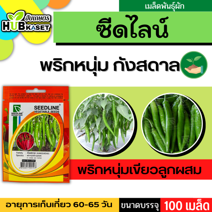 ซีดไลน์ 🇹🇭 พริกหนุ่มเขียวลูกผสม กังสดาล ขนาดบรรจุประมาณ 100 เมล็ด อายุเก็บเกี่ยว 65-50 วัน