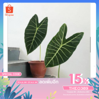 (จัดโปร) ไม้สะสม " Alocasia Longiloba " สุดยอดของความงาม เหมาะสำหรับปลูกตกแต่งบ้าน สวน น้ำตก และคาเฟ่ เป็นพืชเน้นโชว์ลวดลาย ลดราคา ต้นไม้ ต้นไม้มงคล ต้นไม้ฟอกอากาศ ไม้ด่าง