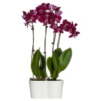 30 เมล็ดพันธุ์ เมล็ดกล้วยไม้ ฟาแลนนอปซิส (Phalaenopsis Orchids) Orchid flower Seed อัตราการงอก 80-85%