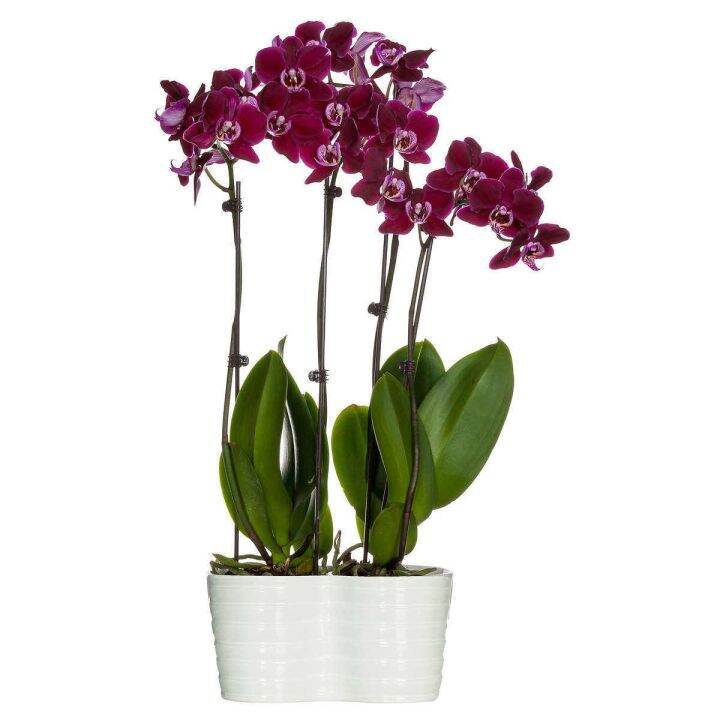 30-เมล็ดพันธุ์-bonsai-เมล็ดกล้วยไม้-ฟาแลนนอปซิส-phalaenopsis-orchids-orchid-flower-seed-อัตราการงอกของเมล็ด-80-85