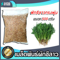 เมล็ดผักชีลาว (ทรงพุ่ม) หนัก 500กรัม เมล็ดพันธุ์ผักชีลาว เมล็ดพันธุ์ผัก  โตง่าย โตเร็ว ผลผลิตงาม เมล็ดสมบรูณ์