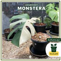 Monstera albo  มอนสเตอร่าอัลโบ้