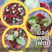 1 กระถาง ต้นเงินไหลมาไซโกเนียมมิ้วคอนเฟตติ Syngonium milk confetti ขนาดกระถาง2.5นิ้ว จัดส่งแบบยกกระถาง