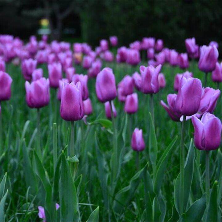 Tulip Seeds Lazada
