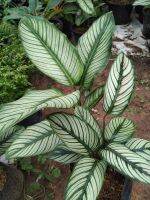 คล้าขุนแผนเรียกเงินหรือคล้าขุนแผนโรซีโอลิเนียต้า Calathea majestica H. Kenn. cv. Roseo-lineata เป็นไม้มงคลเสริมเมตตามหานิยม เสริมเรื่องการค้าขาย