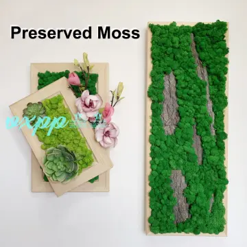 Preserved Moss Wall Decor Real Preserved Moss No Maintenance