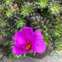 ขายดีอันดับ1 ปอตูลาก้า Portulaca แพรบราซิล ฟอร์มสวย ดอกสีม่วง ไม้ประดับกลางแจ้ง กระถาง 6 นิ้ว คุ้มสุดสุด ต้นไม้ ฟอก อากาศ กระถาง ต้นไม้ ไม้ ประดับ ต้นไม้ ปลูก ใน บ้าน