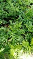 โปรดีล คุ้มค่า ทรีเฟิร์น Tree Fern - Dwarf Tree Fern เฟิร์นรัศมี/เฟิร์นรัศมีโชติ เฟิร์นใบมัน กระถาง 8 นิ้ว*** ของพร้อมส่ง พรรณ ไม้ น้ำ พรรณ ไม้ ทุก ชนิด พรรณ ไม้ น้ำ สวยงาม พรรณ ไม้ มงคล