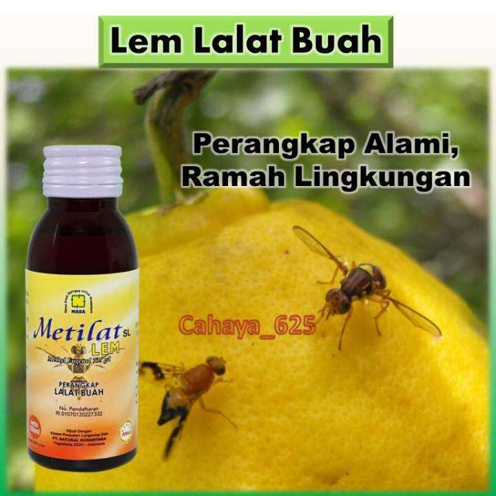 Lem Lalat Buah Praktis Dan Ampuh 100ml Obat Lalat Buah Paling Ampuh