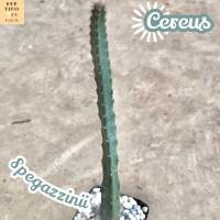 [ปะการัง] Cereus Spegazzinii  ส่งพร้อมกระถาง แคคตัส Cactus Succulent Haworthia Euphorbia ไม้หายาก พืชอวบน้ำ ไม้หนาม ไม้ทะเลทราย กระบองเพชร