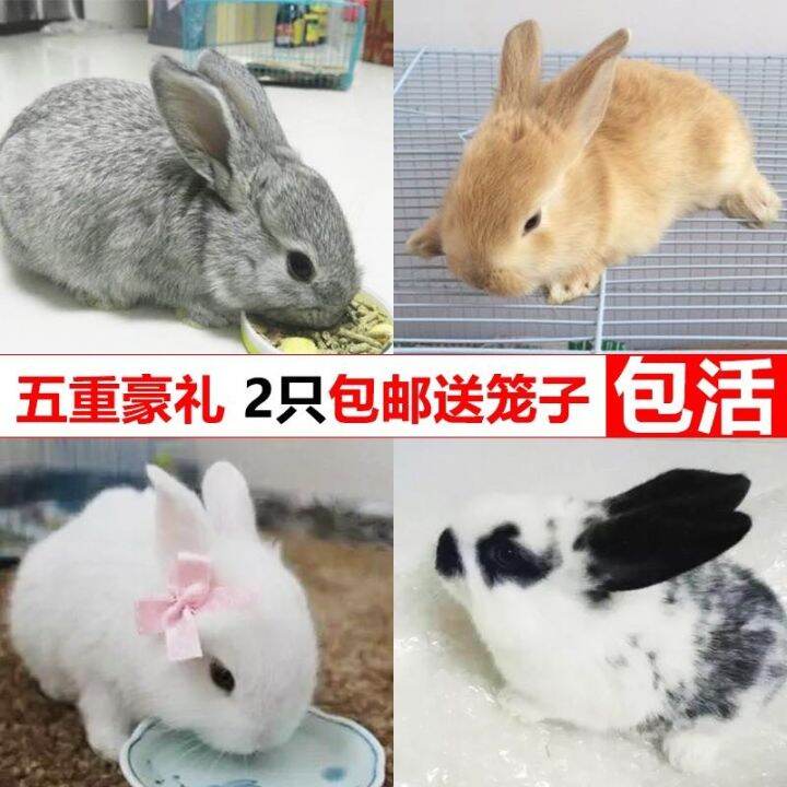 Small living pets, eared rabbit, teacup rabbit, mini princess rabbit