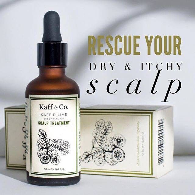 kaff-amp-co-kaffir-lime-essential-oil-scalp-treatment-ทรีทเม้นท์บำรุงหนังศีรษะน้ำมันมะกรูดสกัดเย็น-50ml