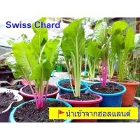 เมล็ดพันธุ์พืช Swiss chard ผักกาดสายรุ้ง 20 เมล็ด พร้อมคำแนะนำการเพาะเมล็ด บำรุงเลือด ป้องกันโลหิตจาง เสริมสร้างความแข็งแรงของกระดูกและไขข้อ