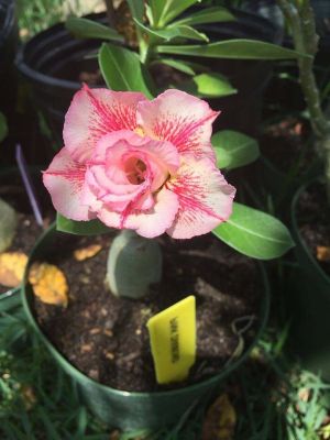 10 เมล็ด เมล็ดพันธุ์ Bonsai ชวนชม สายพันธุ์ไต้หวัน สีชมพู Adenium Seed กุหลาบทะเลทราย Desert Rose ราชินีบอนไซ มีคู่มือปลูก นำเข้าจากไต้หวัน