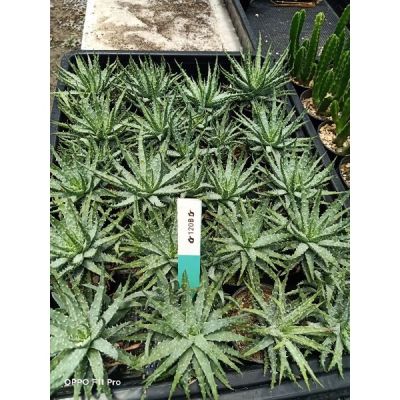 ( โปรโมชั่น++) คุ้มค่า อโล แคคตัส Aloe cactusAloe Humilis ราคาสุดคุ้ม พรรณ ไม้ น้ำ พรรณ ไม้ ทุก ชนิด พรรณ ไม้ น้ำ สวยงาม พรรณ ไม้ มงคล