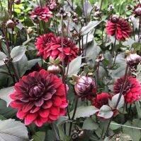 1 หัว/ออเดอร์ รักเร่ Dahlia Bulb สายพันธุ์ KARMA CHOCOLATE หัวรักเร่ ดอกไม้ หัวหน่อ เหง้า นำเข้า เนเธอร์แลน หัวสดใหม่