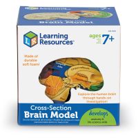 [7 ขวบ+] Cross-Section Human Brain Model ของเล่น แบบจำลองสมองมนุษย์ ระบบสมอง วิทยาศาสตร์ [จากแบรนด์ Learning Resources]