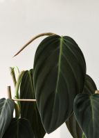 Philodendron Gigas ฟิโลเดนดรอนกิสแก๊ส ใบกำมะหยี่