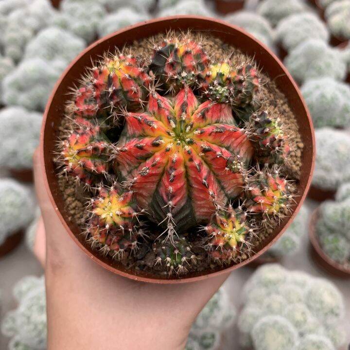 caimd-กระบองเพชร-แคคตัส-cacuts-gymnocalycium-multicolor-variegated-ยิมโนคาไลเซียม-มัลติโคเลอร์-ยิมโนเรนโบว์-ยิมโน7ส