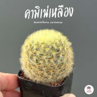 แมมมิลาเรีย คามิเน่เหลืองดอกขาว Mammillaria carmenae แคคตัส กระบองเพชร cactus&amp;succulent