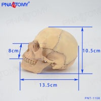 Spot parcel post4D Assembled Simulation Small Human Skull Skull Skull Model Detachable 15 Parts Art Painting Teaching