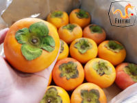 ลูกพลับญี่ปุ่น (4ลูก) Japanese Persimmon かき (JAPAN) ~ลดพิเศษ~ Premium หวาน อร่อย ! Premium ผลไม้สดๆ ผลไม้พรีเมี่ยม ผลไม้สดนำเข้า ผลไม้ต่างประเทศ ลูกพลับสด