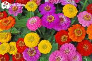 7 colors pack of 1gr hat giong Sach nognghiepblue daisy seeds multi color