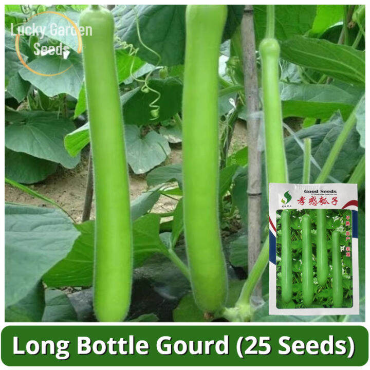 High Yield F1 Hybrid Long Bottle Gourd Seeds 25 Seed Biji Benih Labu