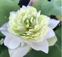 5 เมล็ด บัวนอก บัวนำเข้า บัวสายพันธุ์ WHITE PEONY LOTUS (BAI MUDAN) สีขาว สวยงาม ปลูกในสภาพอากาศประเทศไทยได้ ขยายพันธุ์ง่าย เมล็ดสด