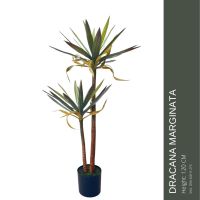 Artificial Dracaena maginata Height 120 Cm ต้นจันผา เสมือนจริง 120 ซม.