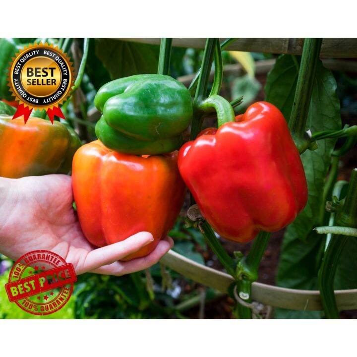 buy one get one free，50 seeds (not plants)HYBRID BELL PEPPER HYBRID