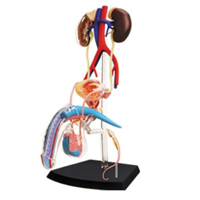 Medical Torso Human Body Model Education Male Reproductive System Model for Student Teaching Study Assembling Model