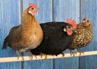 1 Bantam Chicken Breeds egg. #bantam #bantamchicken #bantambreed