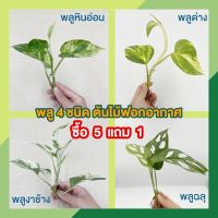 (ซื้อ 6 ลด 10%) ?  พลู 8 ชนิด ? พลูฉลุ พลูด่าง พลูงาช้าง พลูหินอ่อน พลูสนิม พลูบราซิล ต้นไม้ฟอกอากาศ ต้นไม้ด่าง ต้นไม้ประดับ ต้นไม้ในร่ม