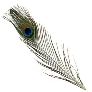 Wholesale 10Pcs/Lot Natural Peacock Feathers for DIY Craft Wedding