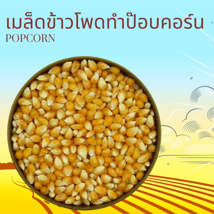 เมล็ดข้าวโพดสำหรับทำป๊อบคอร์น 1 กิโลกรัม Popcorn 1 kg