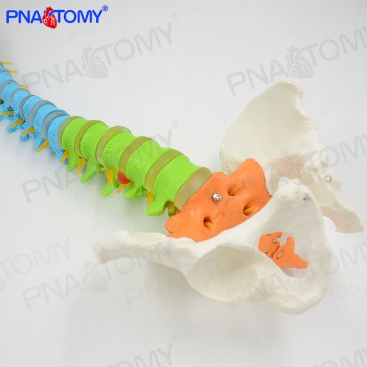 1-1-color-human-full-spinal-nerve-medical-massage-practice-using-the-bonesetting-vertebra-pelvis-bone-model