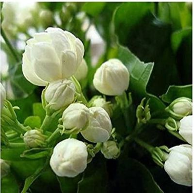 10 เมล็ดพันธุ์ มะลิซ้อน Jasmine flower Seeds อัตรางอกสูง 80-85%