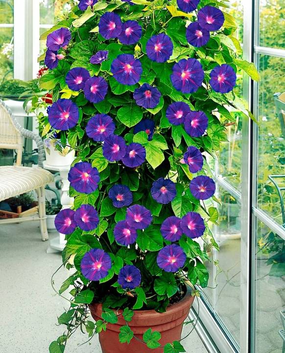 มอร์นิ่งกลอรี่-เมล็ดพันธุ์มอร์นิ่งกลอรี่คละสี-morning-glory-mix-colour-seed-บรรจุ-5-เมล็ด-10-บาท