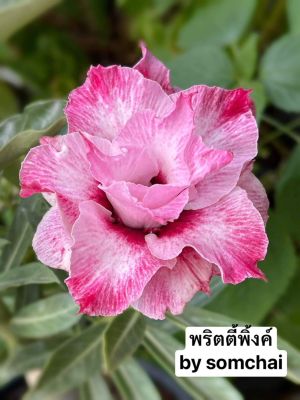 ชวนชมดอกซ้อน🌺พิตตี้พริงค์ 🌺 จัดส่งถอนต้น ขนาดกระถาง6นิ้ว🍃