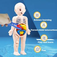 14Pcs Set Human Organ Model Children DIY Assembled Medical Early Science And Education Toys 3D Puzzle Human Body Anatomy Model