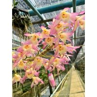 กล้วยไม้เอื้องสายนิวพิ้งค์สตาร์ (Dendrobium new Hybrids)