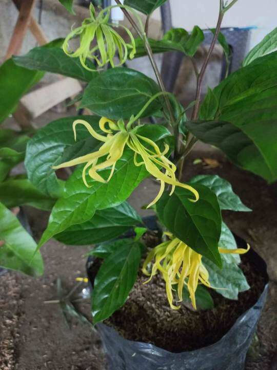 ILANG ILANG PLANT YLANG YLANG PLANTS OR PERFUME TREE CANANGA ODORATA
