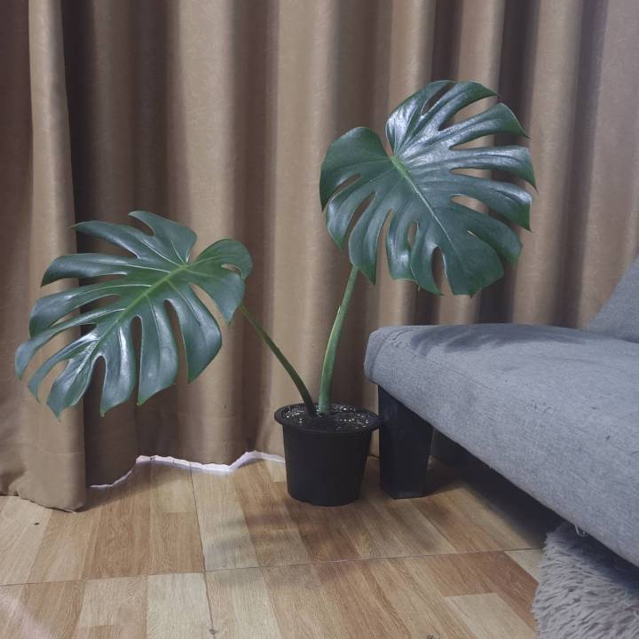 ต้นมอนสเตอร่า-monstera-ไม้ฟอกอากาศ-ปลูกในบ้านได้-พร้อมกระถางขนาด6นิ้ว