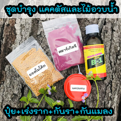 ปุ๋ยแคคตัส ปุ๋ยไม้อวบน้ำครบสูตร ปุ๋ยบำรุง เร่งราก กันรา กันแมลง (ออสโมโค้ท (Osmocote) +แคปแทน (Captan)+สตาร์เกิลจี (Starkle G)+ฮอร์โมนB1 (บำรุงราก) homes